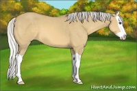 Horse Color:Silver Buckskin Dun Splash 