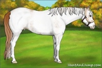 Horse Color:White Spotted Chestnut 