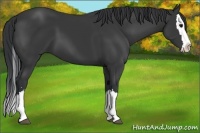 Horse Color:Black Sabino Splash 