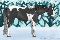 Horse Color:Black Splash Tobiano