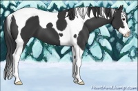 Horse Color:Black Sabino Splash Tobiano 