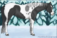 Horse Color:Black Sabino Splash Tobiano 