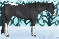 Horse Color:Black Splash Tobiano 