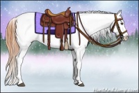 Horse Color:Buckskin Appaloosa 