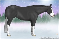 Horse Color:Black Splash