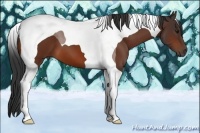 Horse Color:Bay Tobiano 