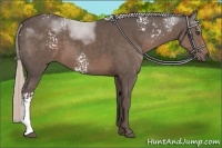 Horse Color:White Spotted Silver Black 