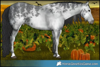Horse Color:White Spotted Black 
