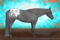 Horse Color:Black Appaloosa 