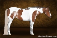 Horse Color:White Spotted Silver Bay Tobiano 
