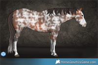 Horse Color:Bay Ice Sabino Splash 