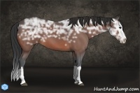 Horse Color:Bay Ice Sabino Splash 
