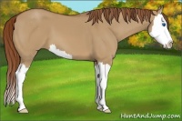 Horse Color:Red Dun Sabino Splash