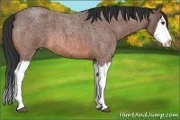 Horse Color:Bay Roan Splash