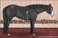 Horse Color:White Spotted Smoky Black Splash Frame 