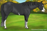 Horse Color:White Spotted Black Splash Frame 