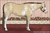 Horse Color:White Spotted Classic Cream Champagne Dun Splash