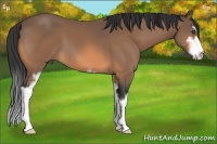 Horse Color:Buckskin Sabino
