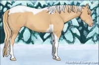 Horse Color:Gold Champagne Tobiano 
