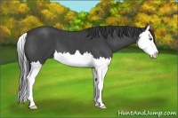 Horse Color:Blue Roan Splash 
