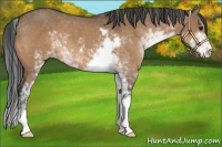 Horse Color:Bay Dun Sabino 