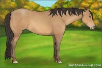 Horse Color:Amber Champagne 