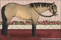 Horse Color:Buckskin Dun Splash Rabicano 
