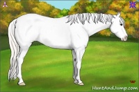 Horse Color:White Spotted Silver Bay Appaloosa 