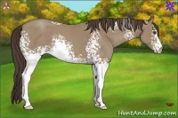 Horse Color:White Spotted Classic Champagne 