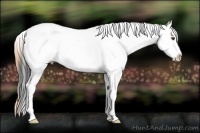 Horse Color:Buckskin Dun Tobiano Appaloosa