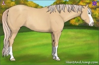 Horse Color:Gold Cream Champagne Splash Rabicano