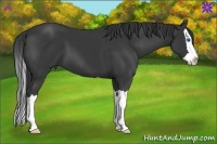 Horse Color:Black Splash 