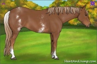Horse Color:White Spotted Chestnut 