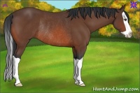 Horse Color:Bay Splash Rabicano