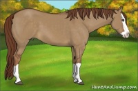 Horse Color:Red Dun Splash 