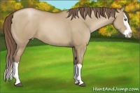 Horse Color:Grullo Pearl Splash 