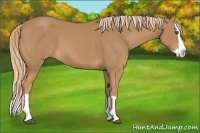 Horse Color:Chestnut Splash 