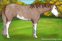 Horse Color:Red Roan Splash 