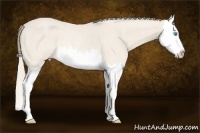 Horse Color:Perlino Roan Splash Rabicano