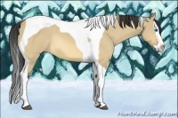 Horse Color:Buckskin Dun Splash Tobiano Rabicano