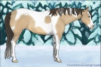 Horse Color:Amber Cream Champagne Splash Tobiano Rabicano 
