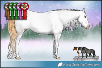 Horse Color:Buckskin Roan Dun Tobiano Appaloosa