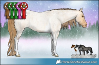 Horse Color:Buckskin Roan Dun Tobiano Appaloosa 