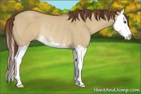 Horse Color:Red Dun Sabino Splash Rabicano