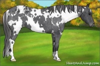 Horse Color:White Spotted Black Frame Appaloosa