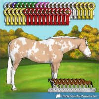 Horse Color:White Spotted Silver Classic Champagne 