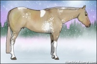 Horse Color:White Spotted Silver Grullo Tobiano Rabicano 