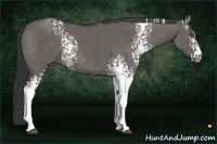 Horse Color:White Spotted Grullo Rabicano