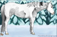 Horse Color:Black Ice Sabino Splash Tobiano 