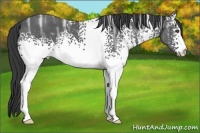 Horse Color:White Spotted Black Ice 